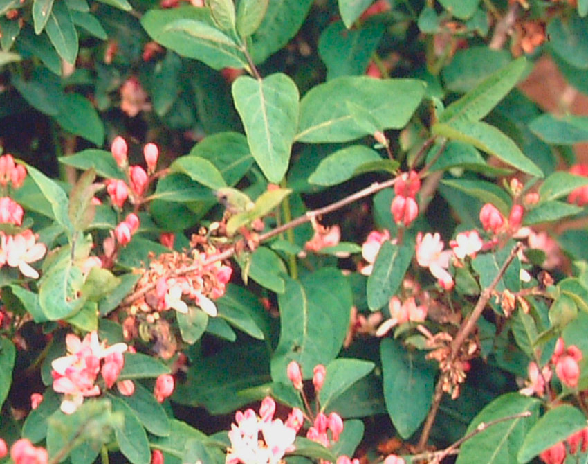 Tartarian Honeysuckle 