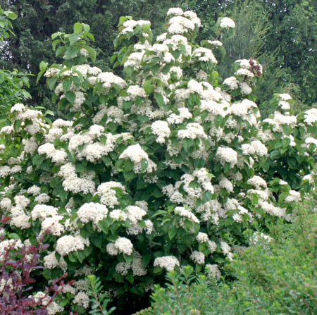 cardinal_candy_viburnum-8