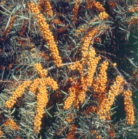 hippophae-rhamnoides-frugana3