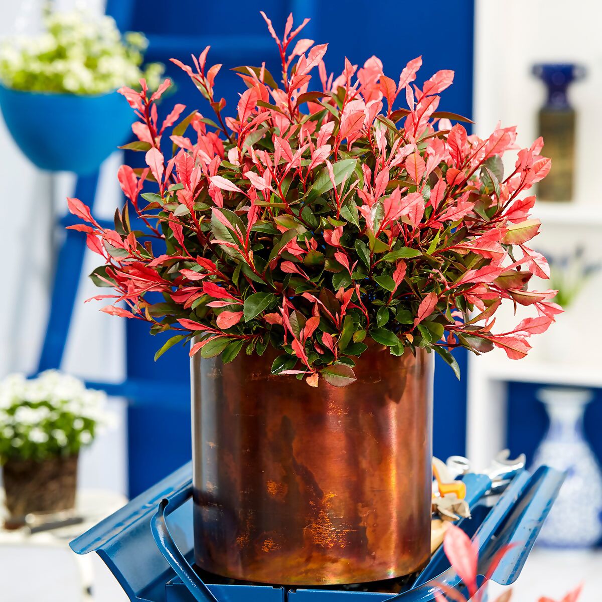 PHOTINIA fraseri ´Little Perfecta´® (´Little Fenna´)Ⓢ