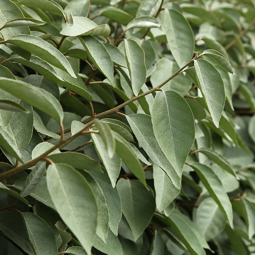 ELAEAGNUS ebbingei ´Compacta´
