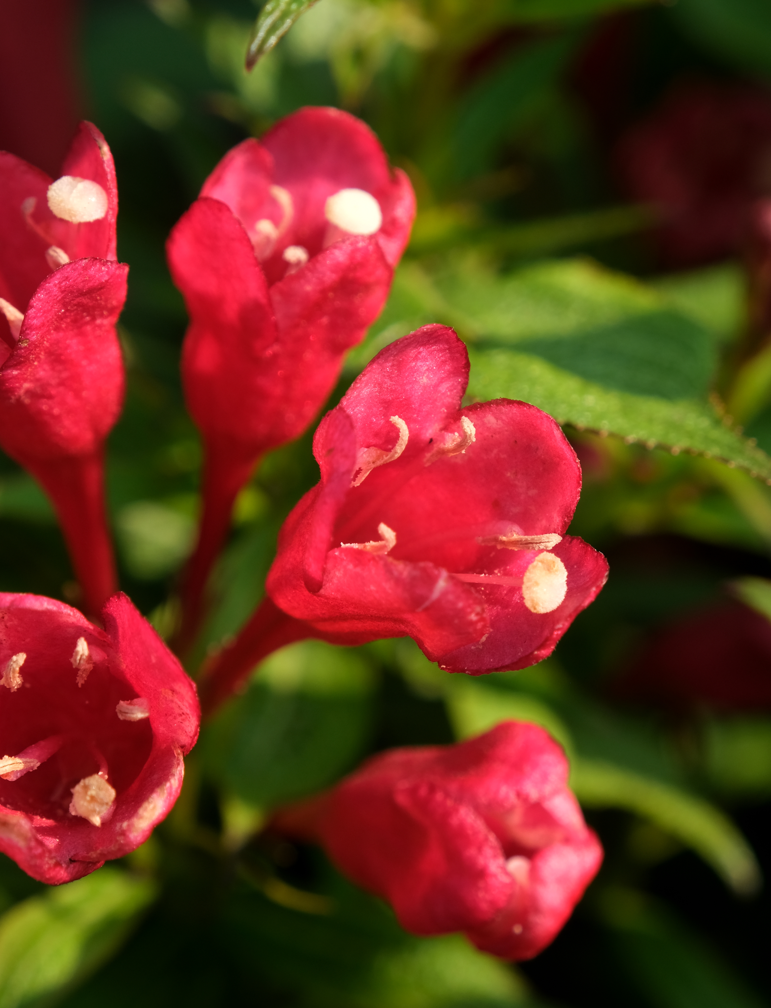 Weigela-Picobella-Rosso_Weigela-Picobella-Rosso-01