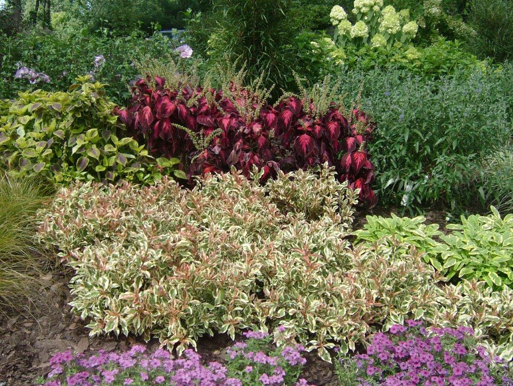 WEIGELA-florida-Monet-1