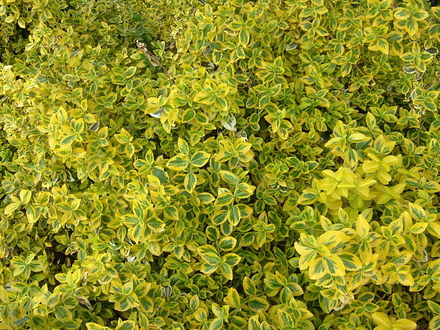 euonymus-fortunei-emerald-n-gold-2