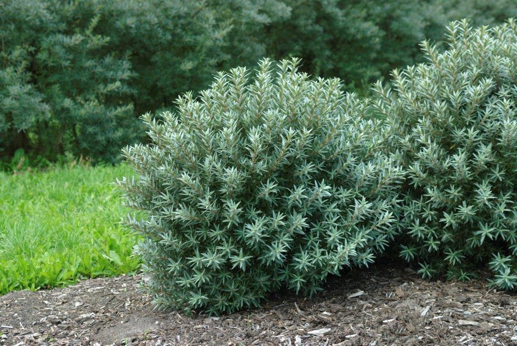 HIPPOPHAE rhamnoides ´Hikul´ (= ´Silver Star´)
