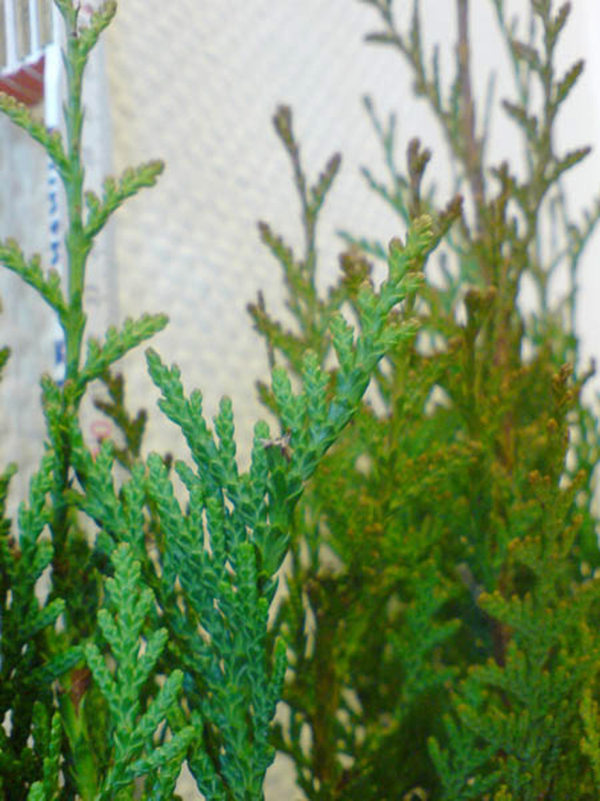 Giant arborvitae, Western arborvitae 
