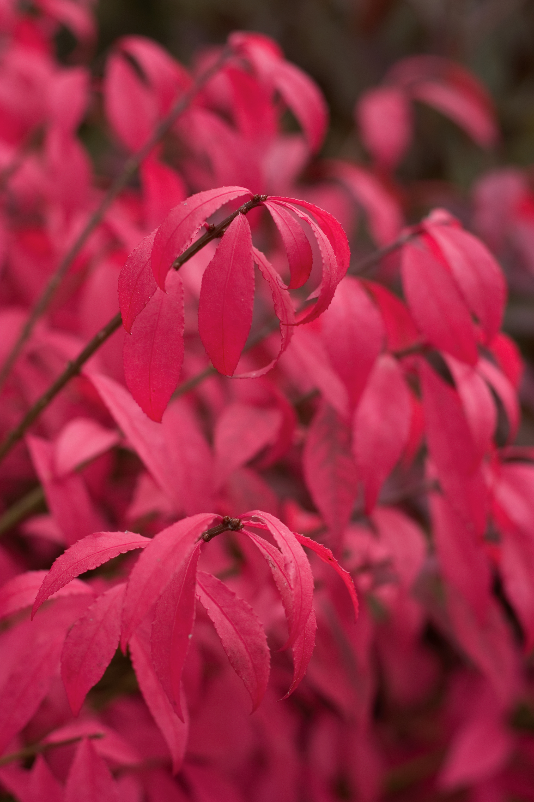 EUONYMUS alatus ´Unforgettable Fire´ (´Hayman´)