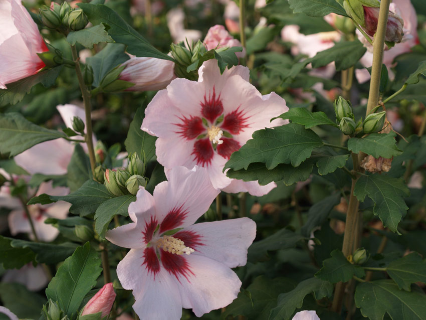 hibiscus-syriacus-hamabo-9
