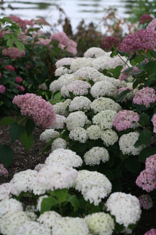 Hydrangea-arb-Bella-Ragazza-Blanchetta-1