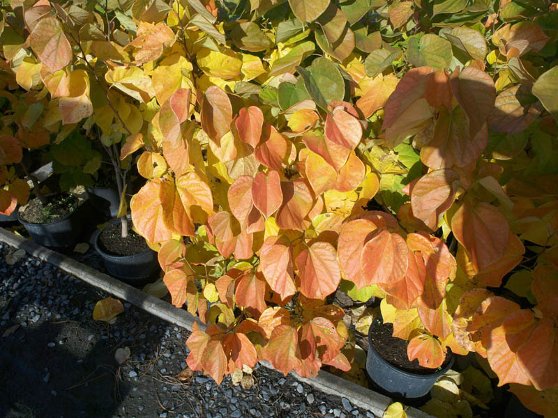 cercis-chinensis-avondale-5