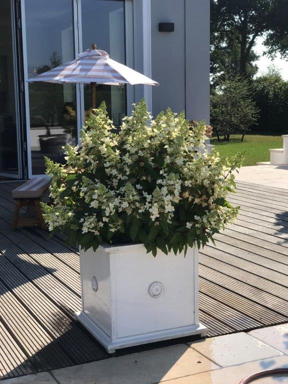 HYDRANGEA-paniculata-Magical-Vesuvio-11