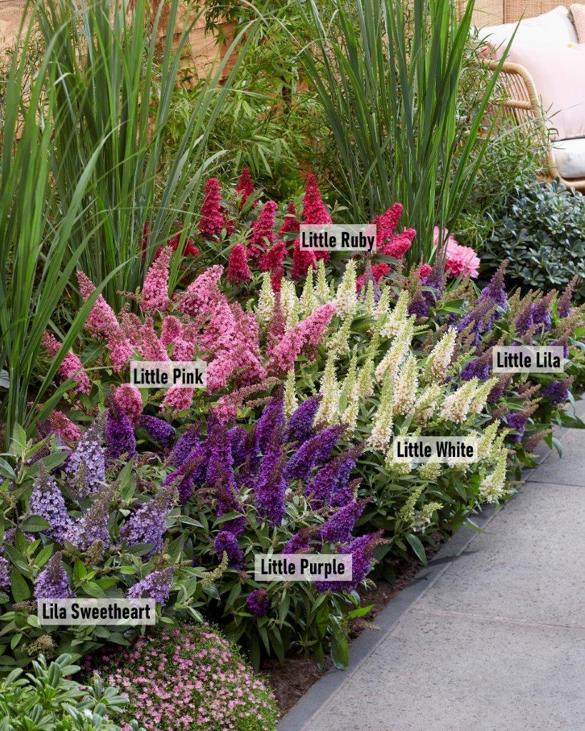 Buddleja-Butterfly-Candy-series_visi198569-namen