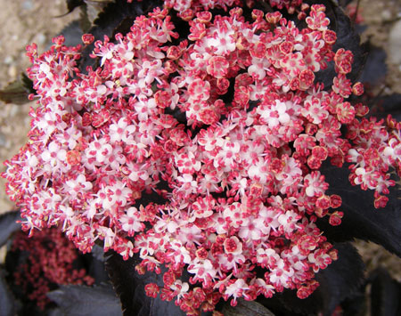 sambucus_black_tower_flower