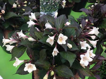 weigela-florida-ebony-and-ivory-6
