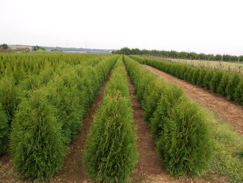 thuja-occidentalis-weimar-1 American arborvitae, Northern arborvitae, Northern white cedar