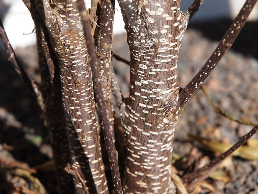 rhamnus-frangula-asplenifolia-9