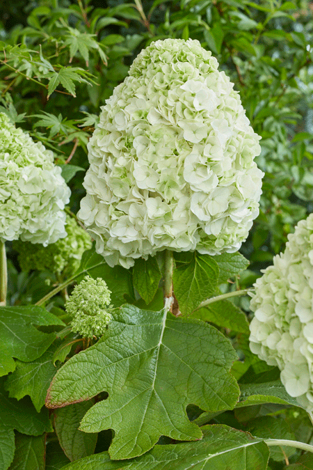 Hydrangea-quercifolia-TARA-1zvqBCaIDCIjKJ