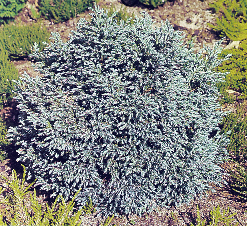 CHAMAECYPARIS pisifera ´Boulevard´