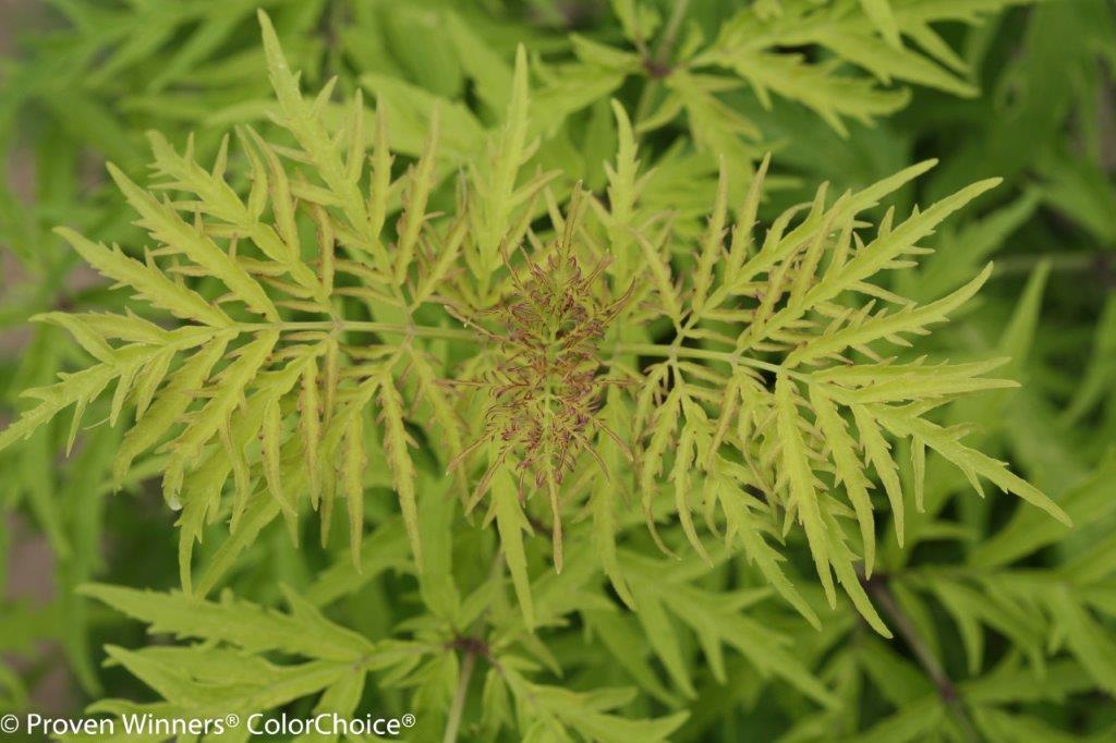lemony_lace_sambucus-7316