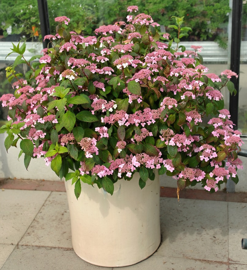 HYDRANGEA serrata ´Oamacha´