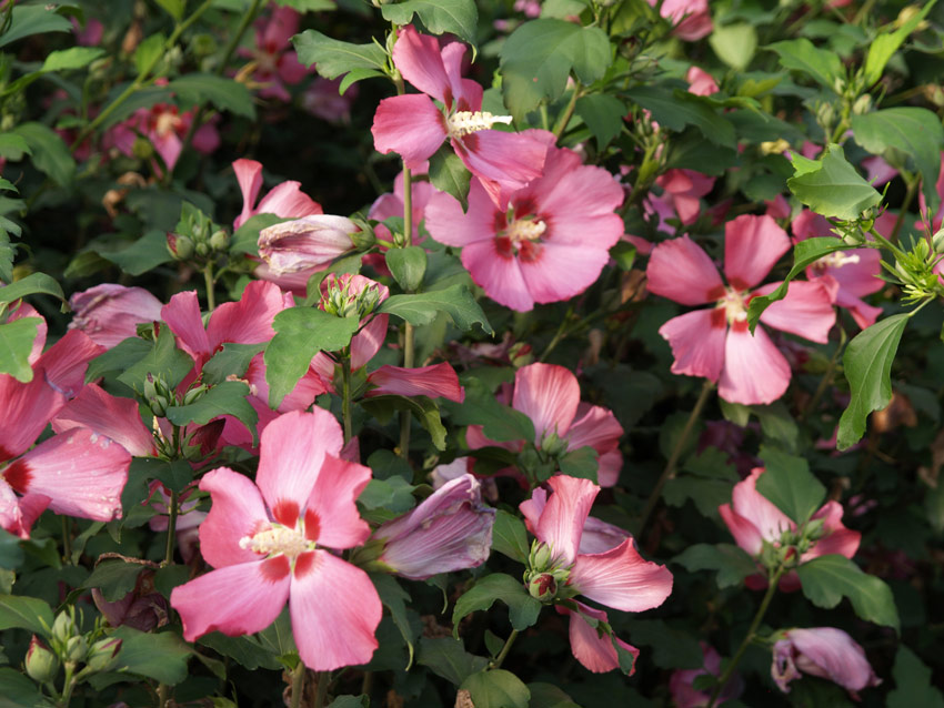 hibiscus-syriacus-woodbridge-5