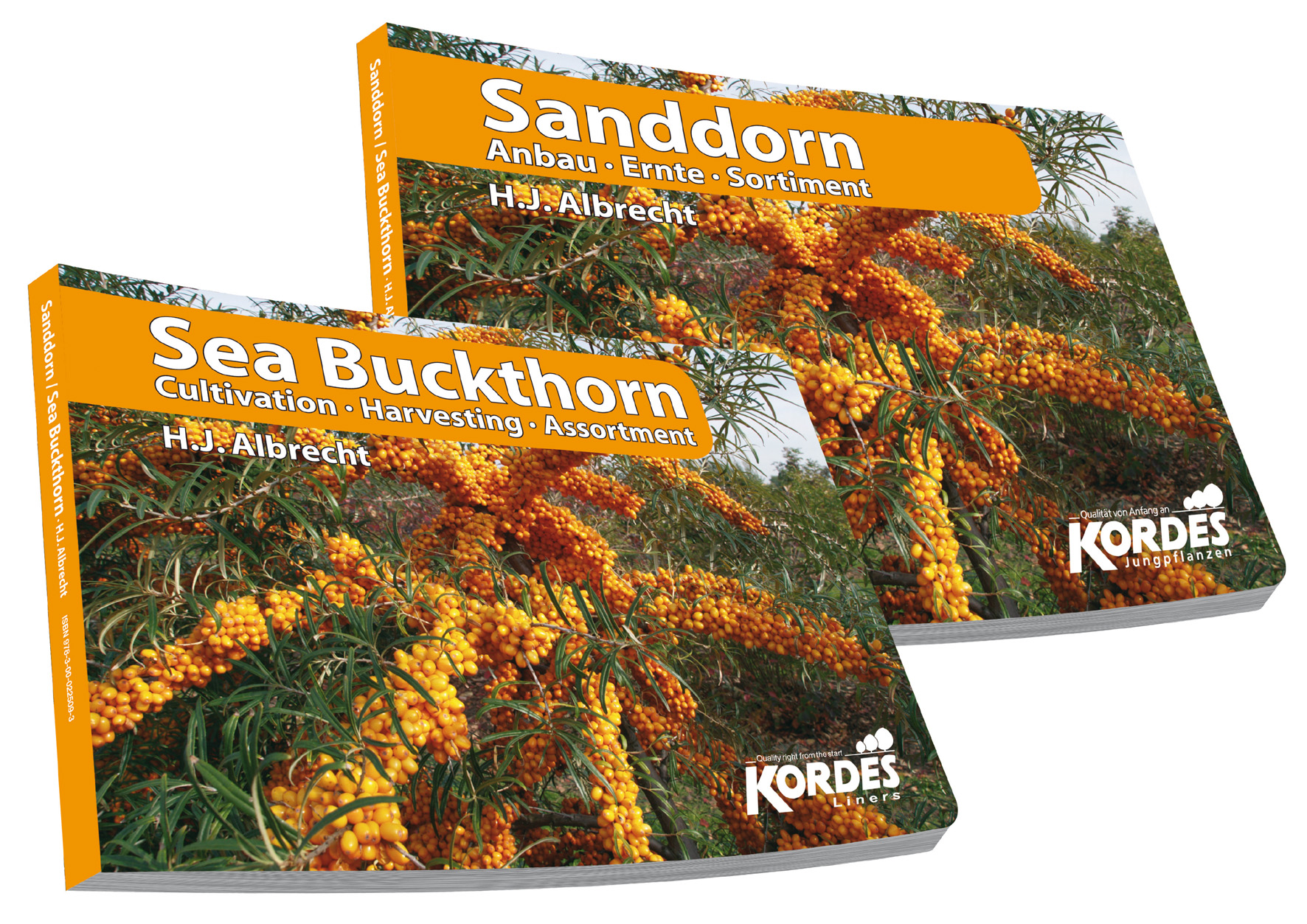 Sanddorn-Kopie