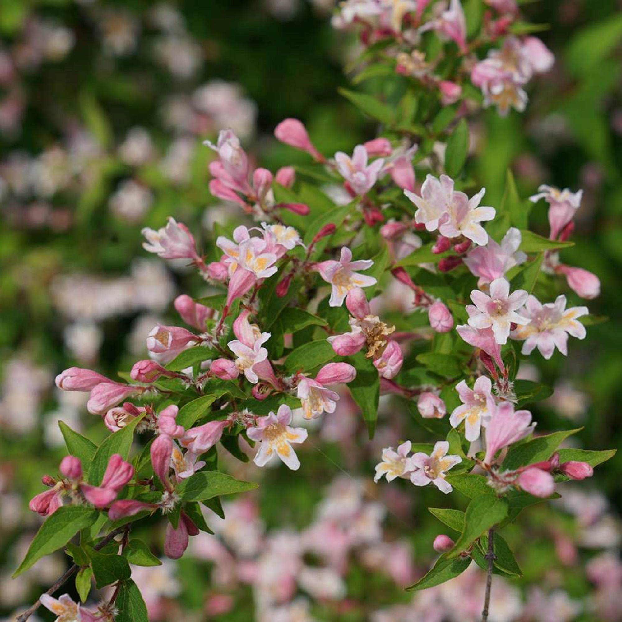 KOLKWITZIA amabilis ´Adorabelle´®