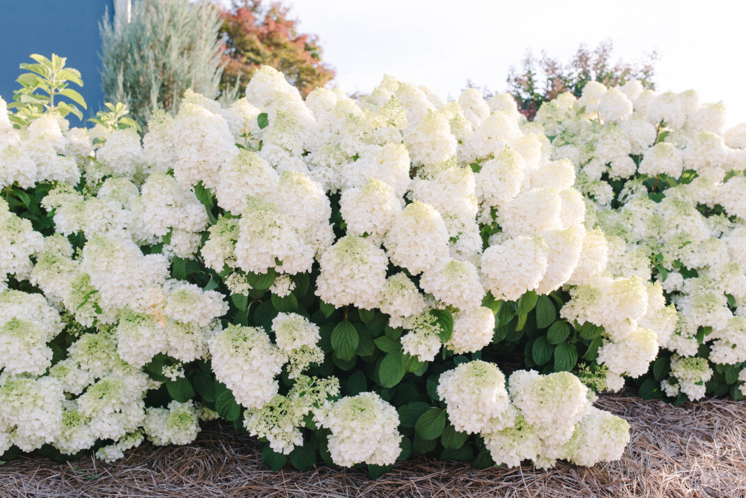 HYDRANGEA-pan-Little-Hottie-2