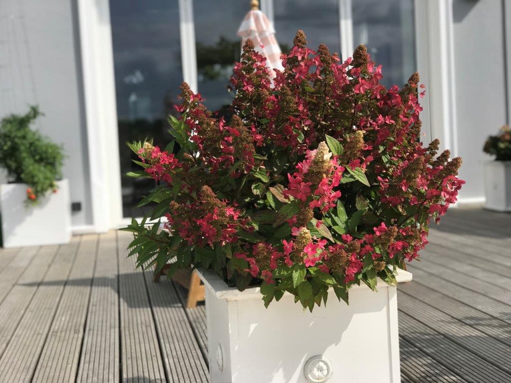 HYDRANGEA-paniculata-Magical-Vesuvio-58