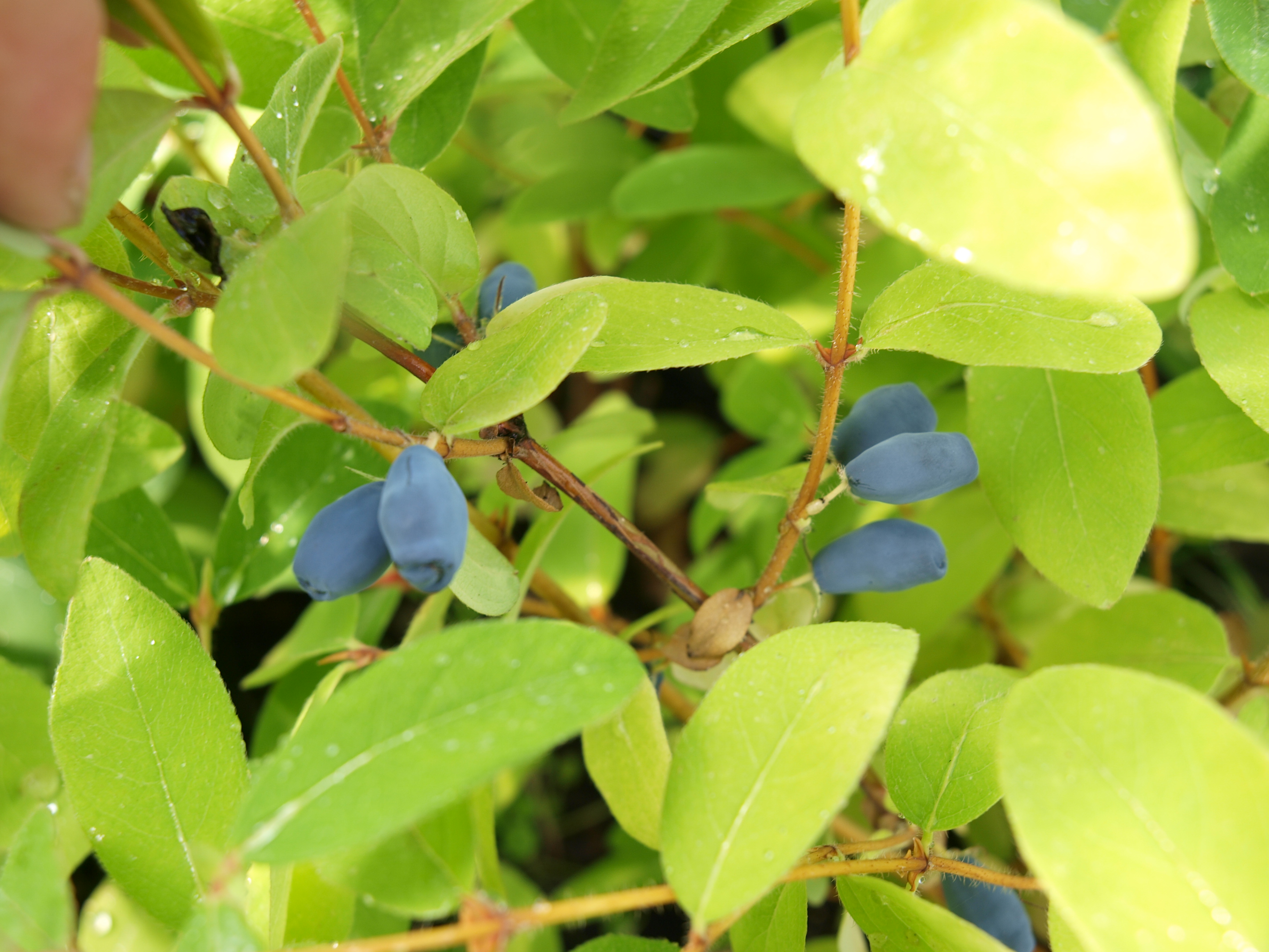 LONICERA kamtschatica ´Myberry Farm´