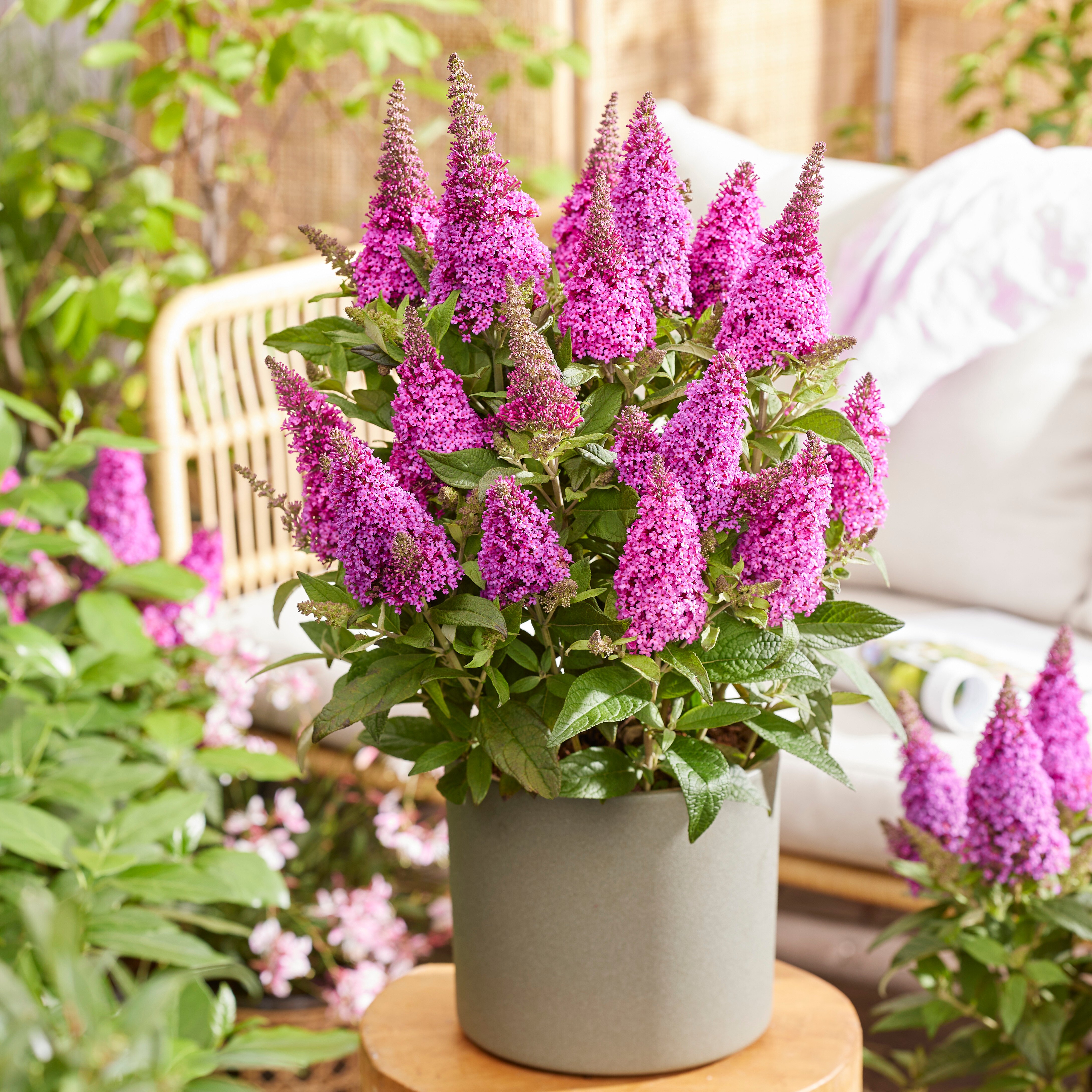 Buddleja-Butterfly-Candy-Little-Cerise-7