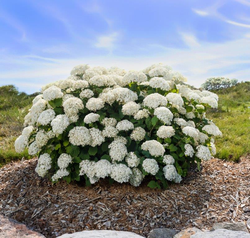 HYDRANGEA arborescens ´FlowerWOW´® (´FlowerFull´)®  (´BALful´)Ⓢ FE®