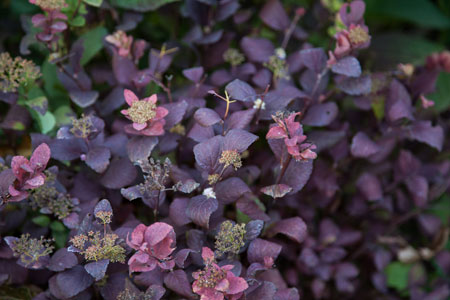 SpireaPinkSparkler01-11364