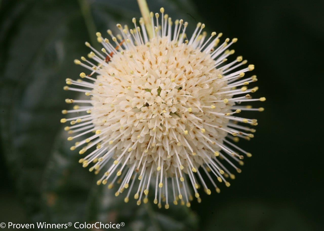 sugar_shack_cephalanthus-8000