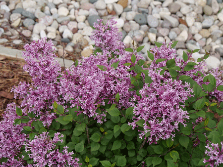 Syringa-Bloomerang-R-Tiny-Purple-SMNJRPU-_7-Proven-Winners-RWkAmQRU3BqQ4X