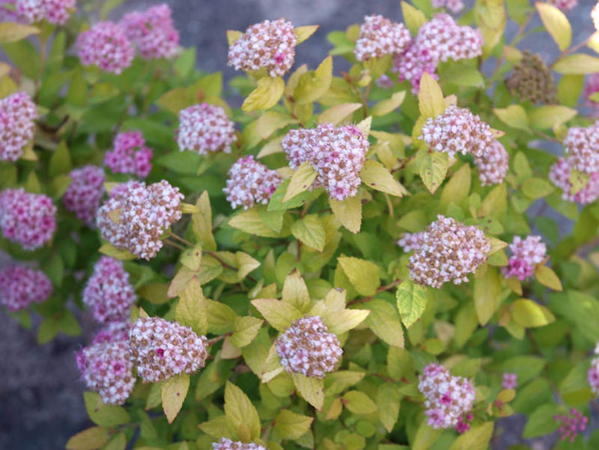 spiraea-japonica-golden-princess-15