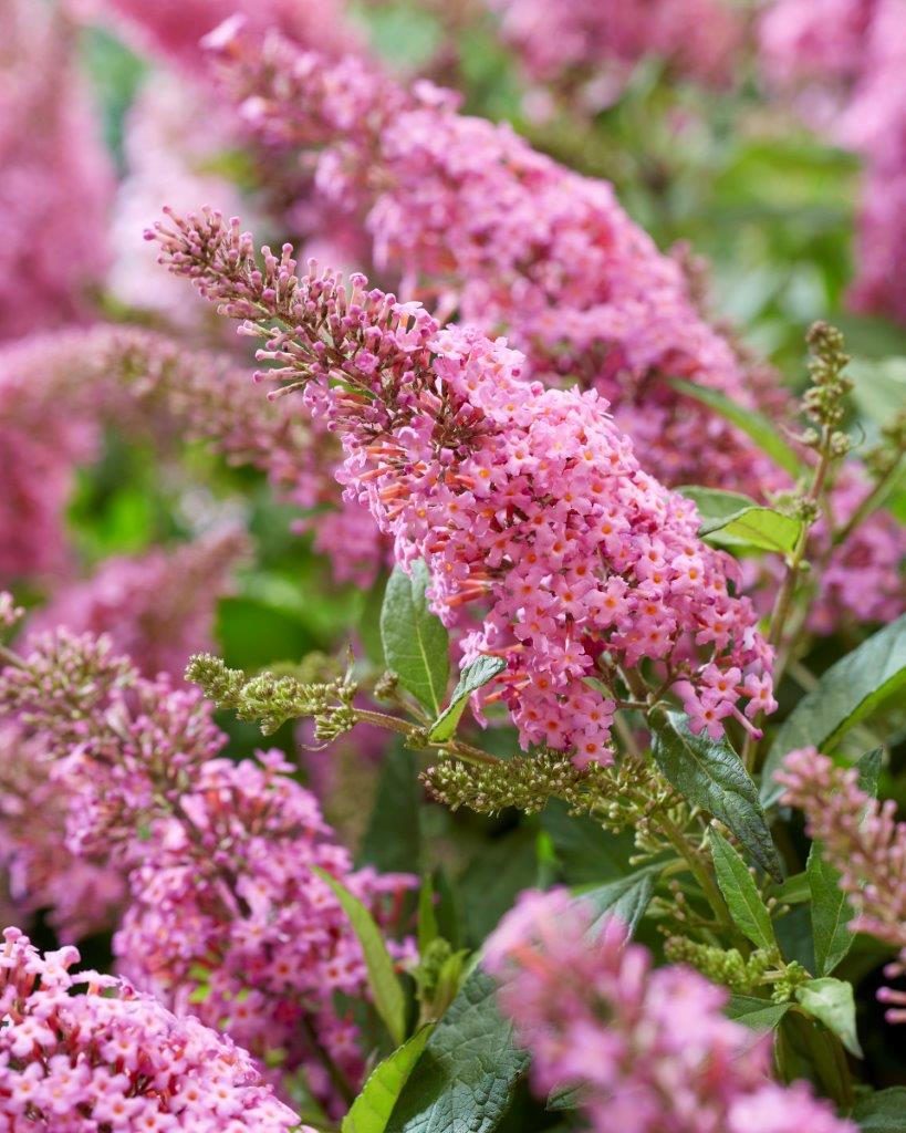 Buddleja-Butterfly-Candy-Little-Pink_visi198582