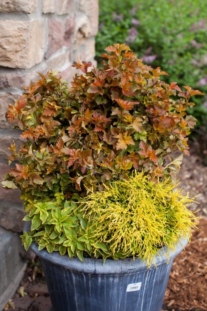 PHYSOCARPUS-opulifolius-Amber-Jubilee-55