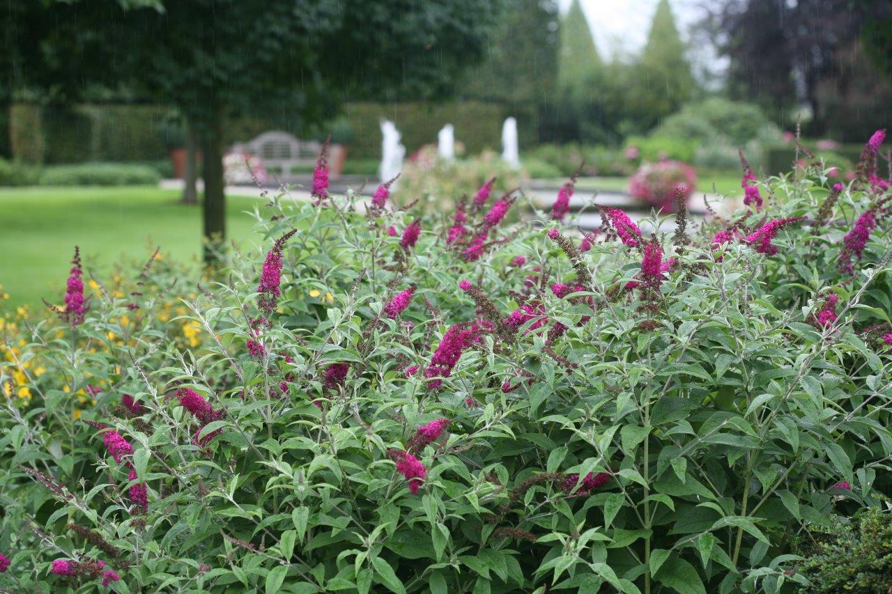 BUDDLEJA-Miss-Ruby-3