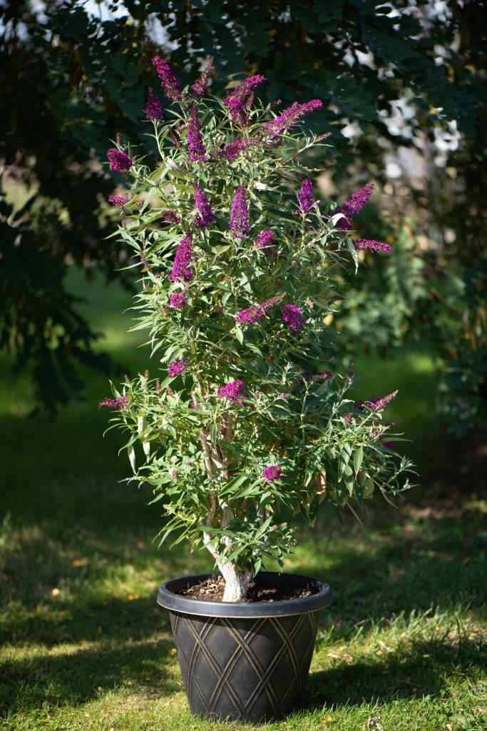 BUDDLEJA-Butterfly-Tower-2