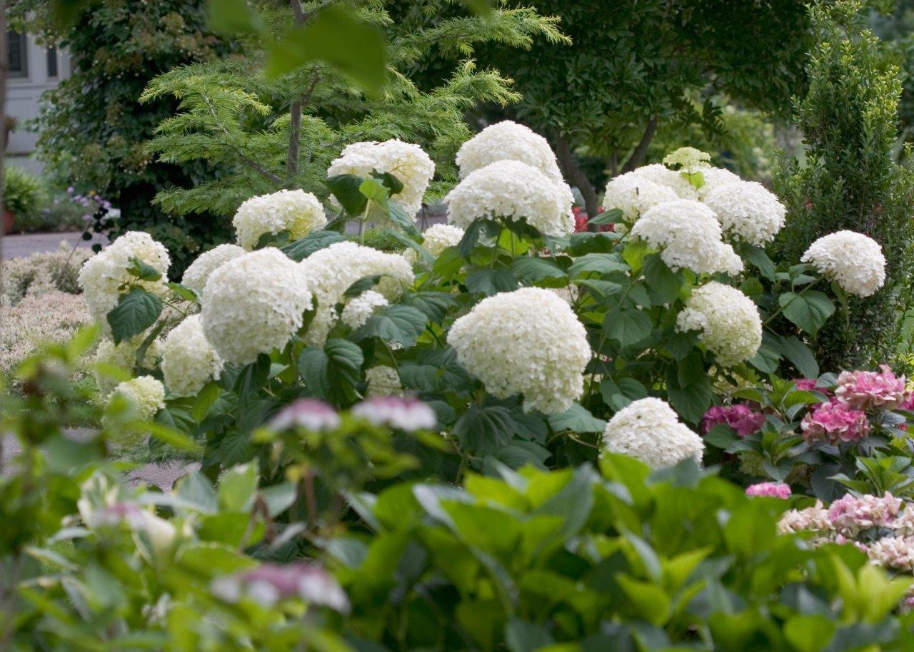 HYDRANGEA-arborescens-Strong-Annabelle-3