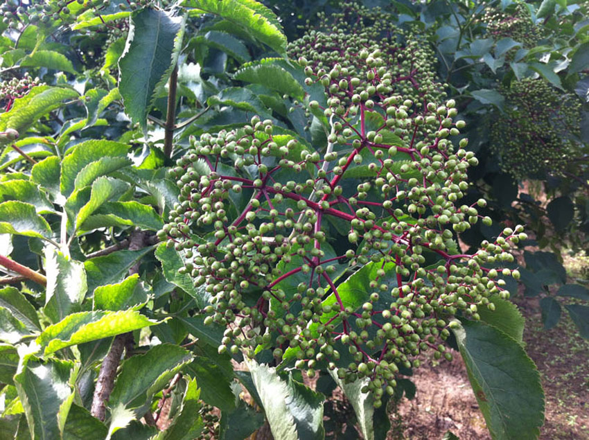 sambucus-nigra-sampo-4