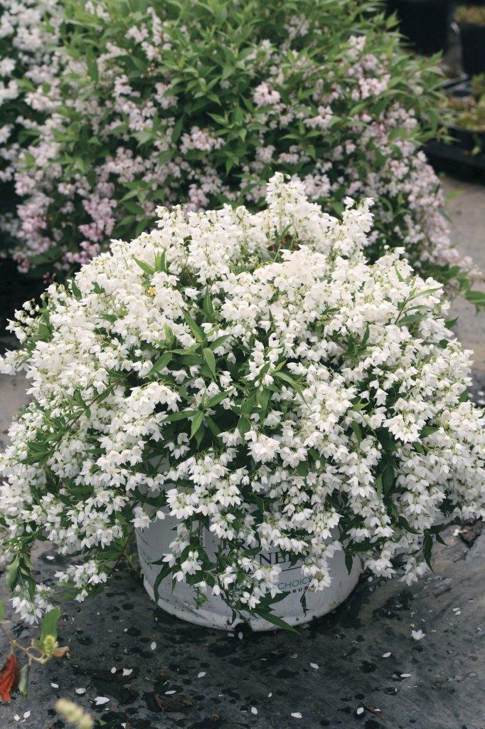 deutzia-yuki-snowflake-15