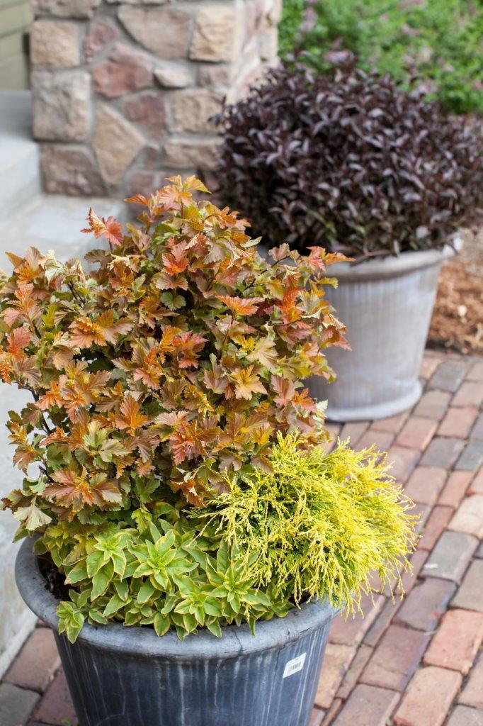 PHYSOCARPUS-opulifolius-Amber-Jubilee-58