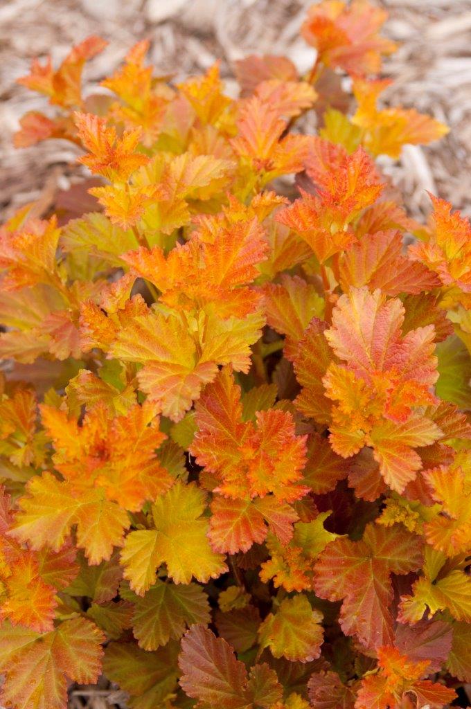 PHYSOCARPUS-opulifolius-Amber-Jubilee-22