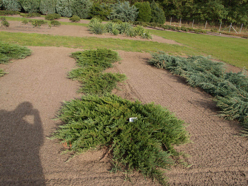JUNIPERUS sabina ´Tam No Blight´