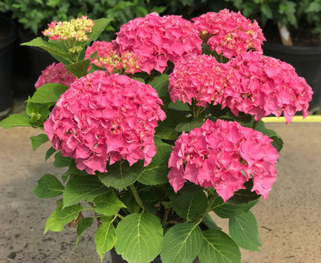 Hydrangea-Rubis-Seduction2