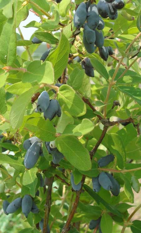 lonicera-kamtschatika-myberry-r-bee-2
