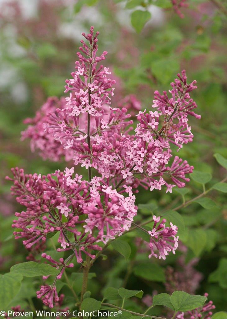 syringa-pink-perfume-2