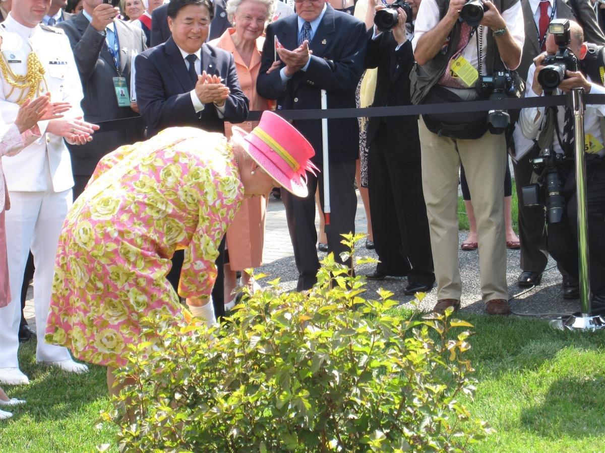 PHYSOCARPUS-opulifolius-Amber-Jubilee-60